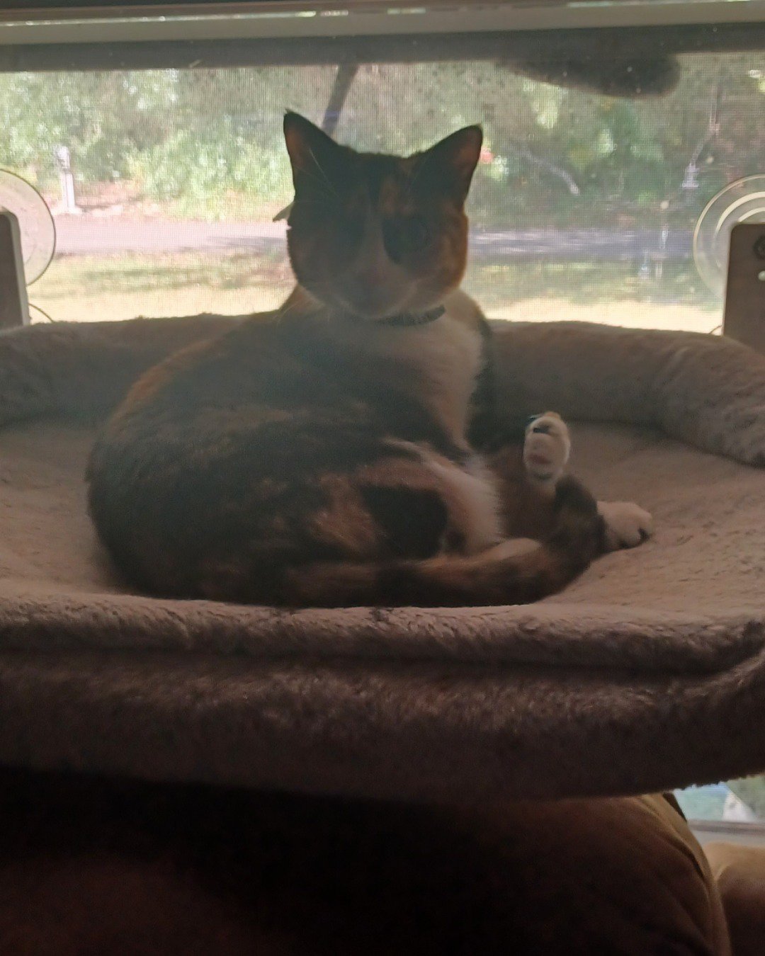 patches the calico. Cushion, Home Decor, Couch, Furniture, Cat, Kitten