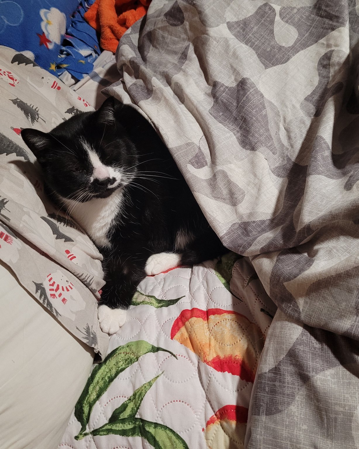 tilly the tuxedo. Blanket, Quilt, Cat, Furniture, Bed
