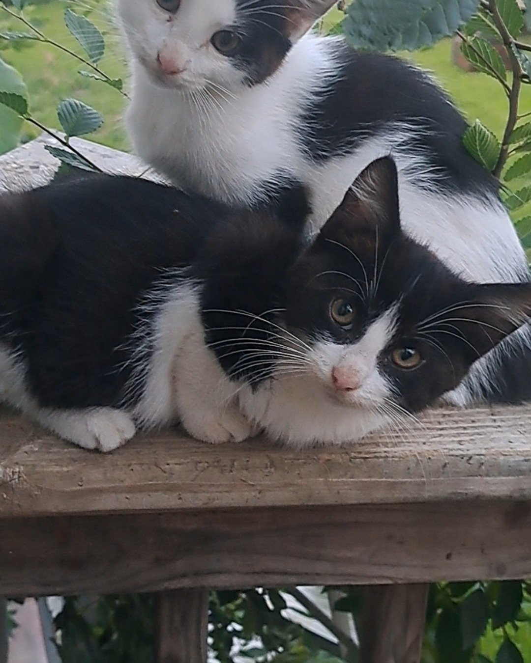 Bramble. Cat, Kitten