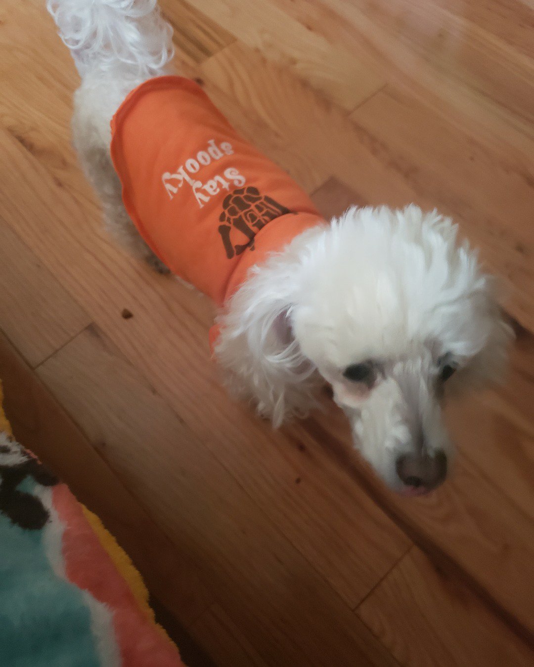 Zoe the teddy bear. Dog, Puppy, White Dog, Clothing, Vest, Wood