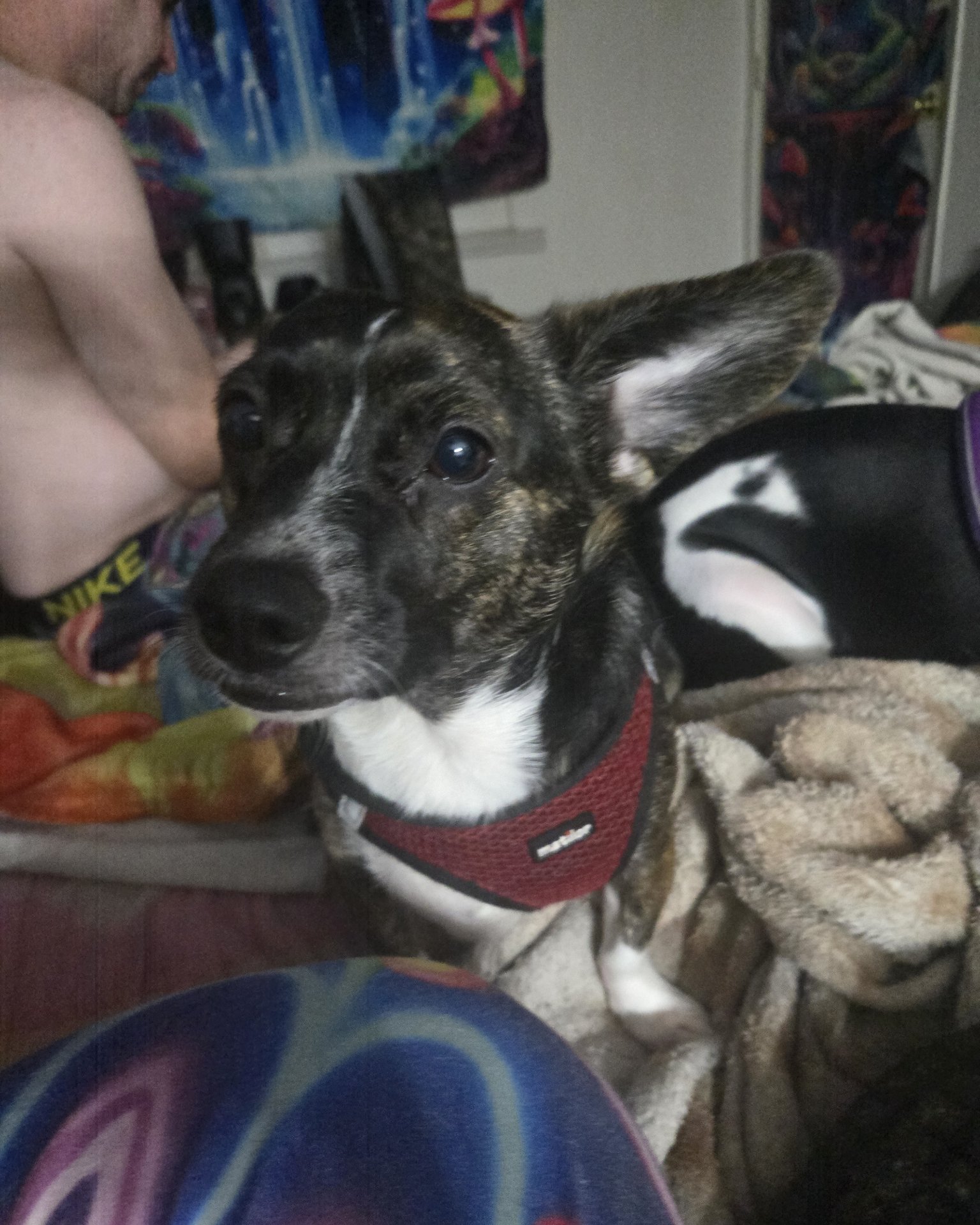 Zipper the chiweenie. Dog, Puppy, Hound, Couch, Furniture, Person