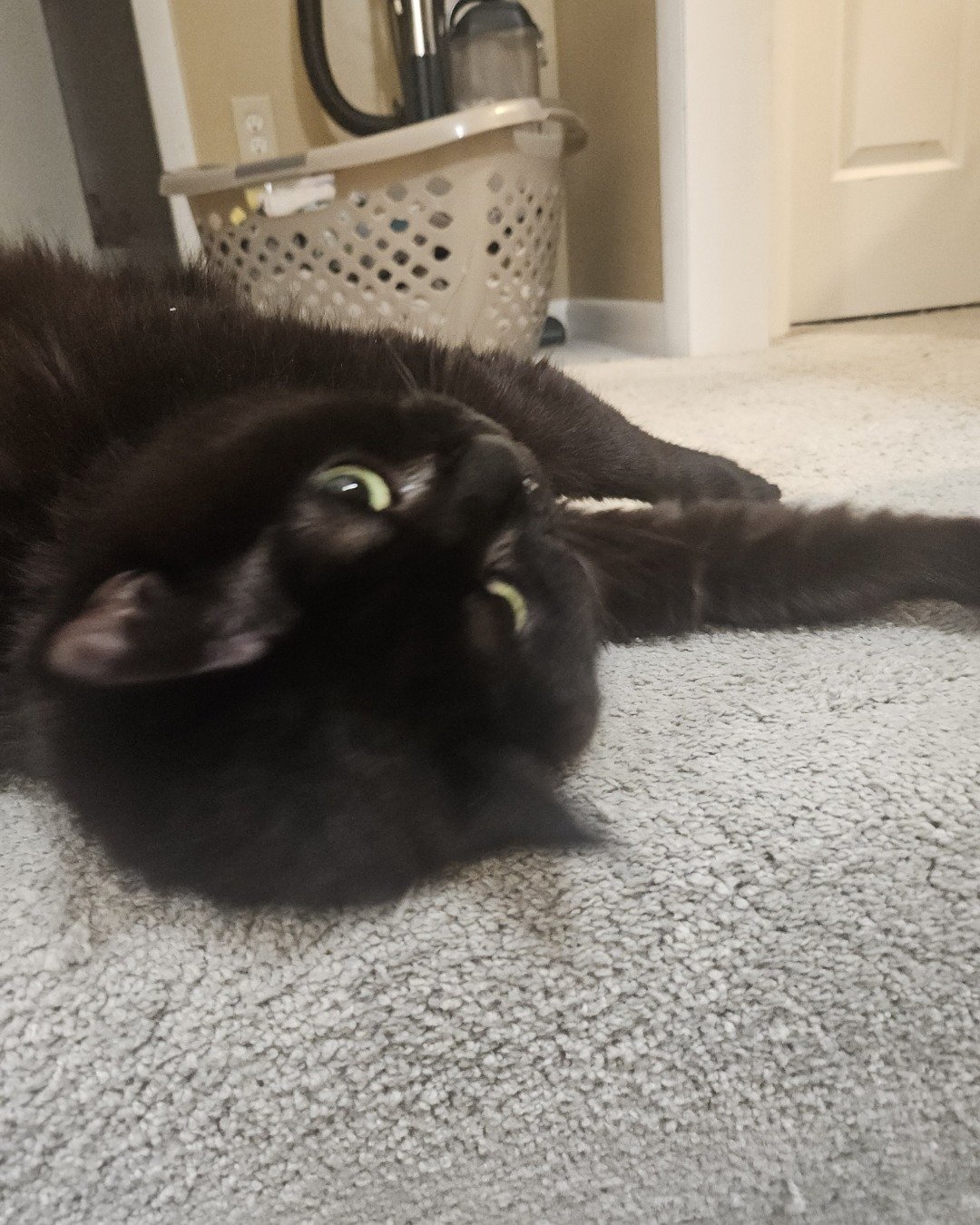 Wander the a pain. Floor, Cat, Black Cat