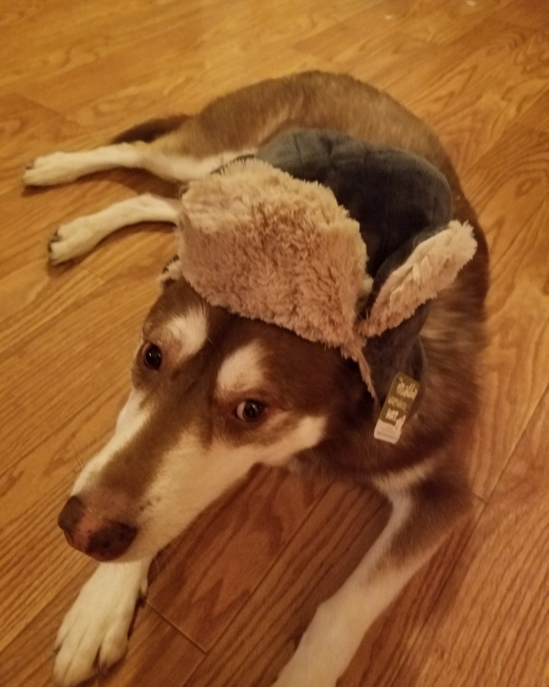 Nala the Siberian Husky