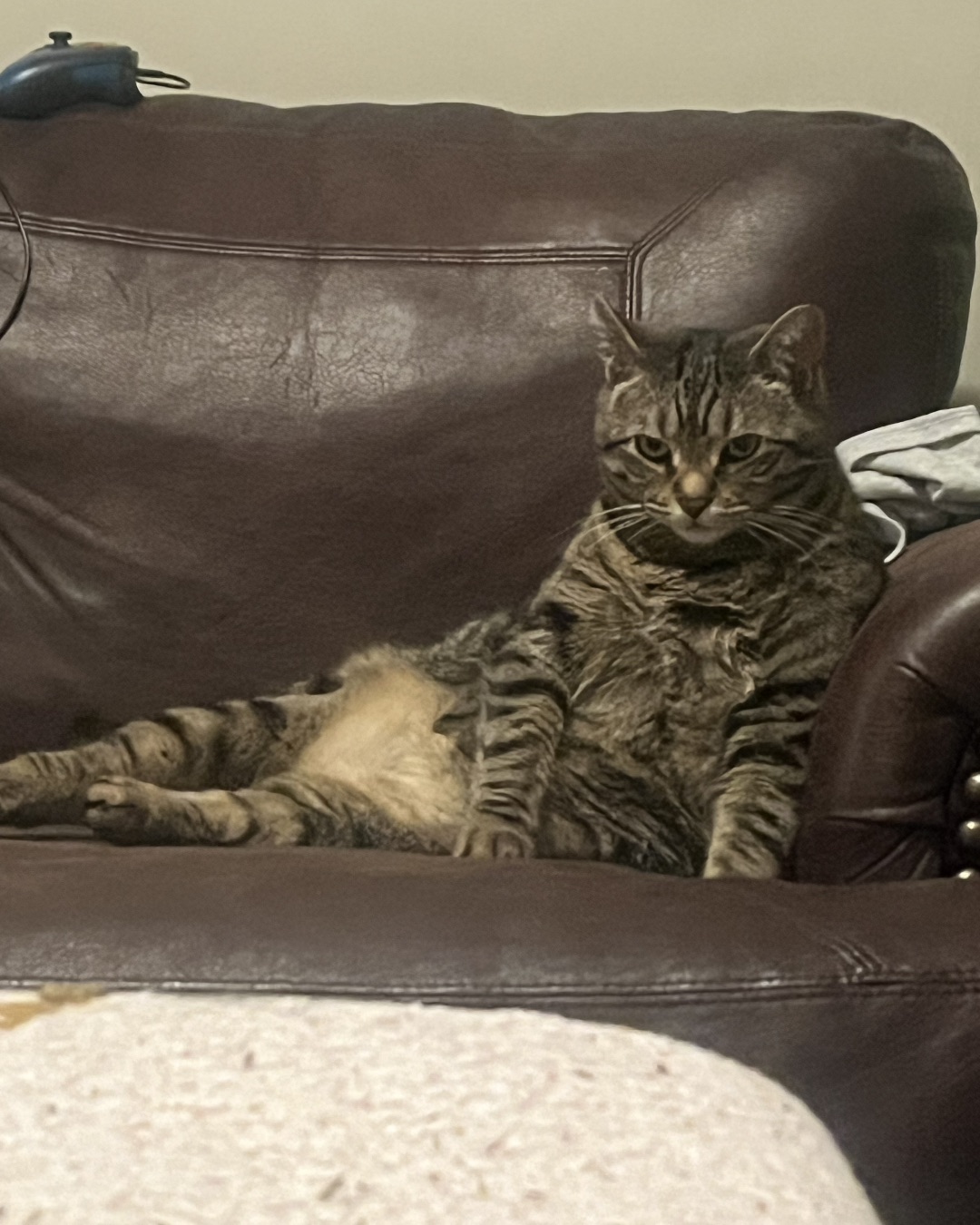 Airella. Couch, Furniture, Chair, Cat, Cushion, Home Decor