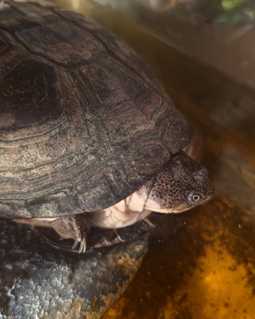 Lulu the Idk? (help me find out plz). Reptile, Sea Life, Turtle, Tortoise, Box Turtle