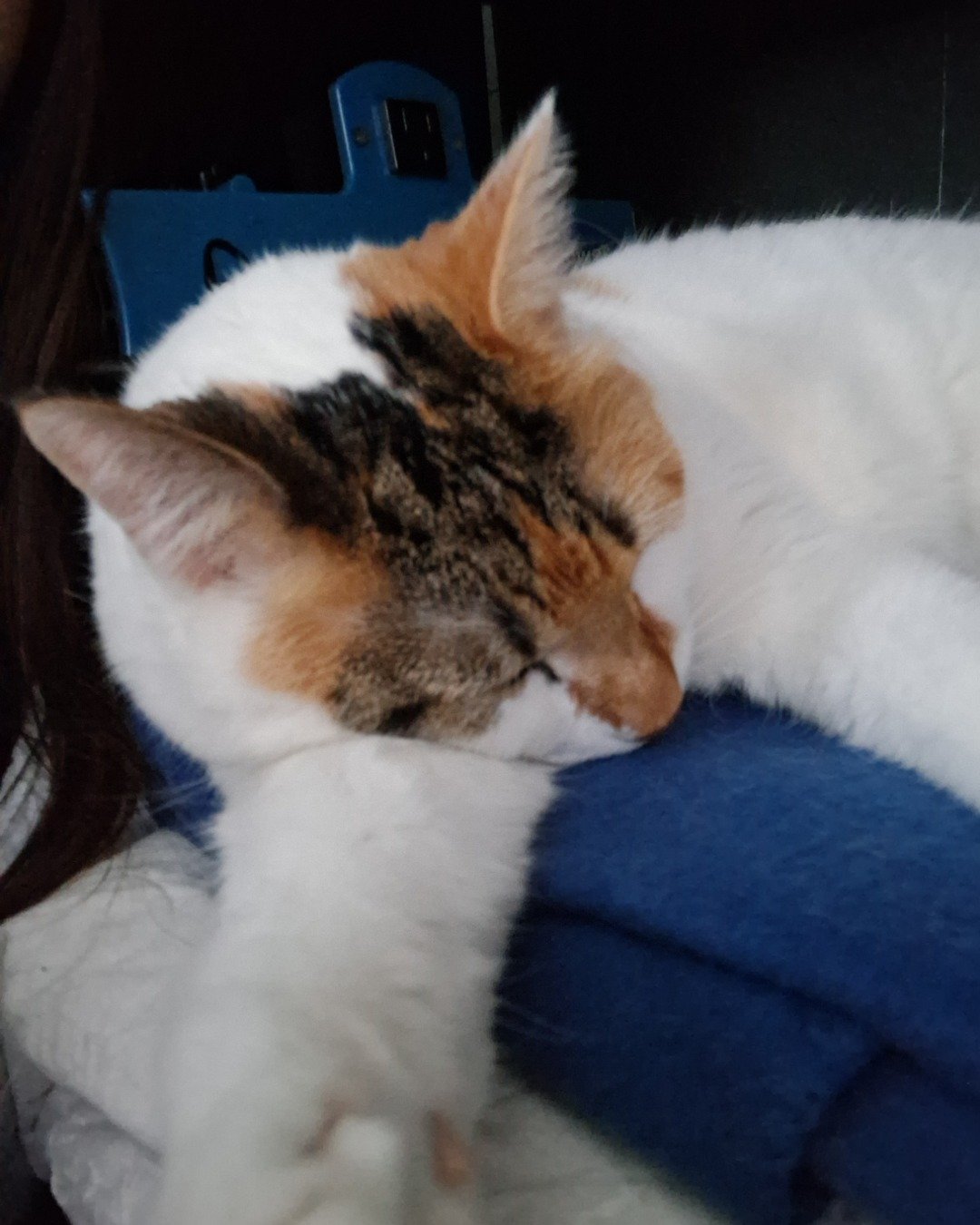 Callie the Calico maincoon. Person, Sleeping, Cat, Kitten, Manx
