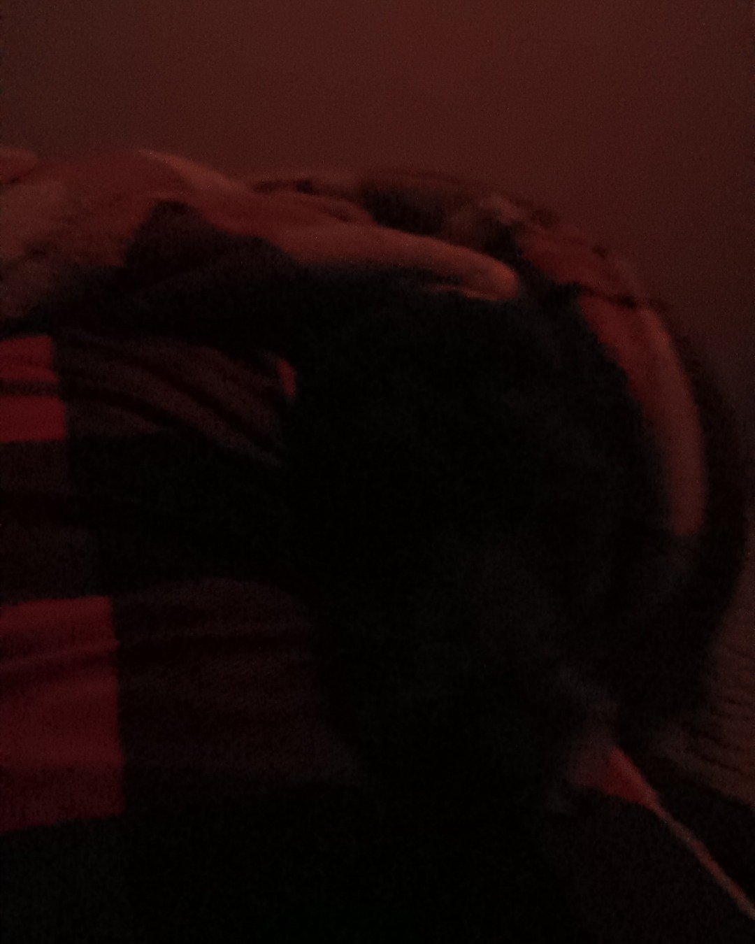 oreo the woodle. Couch, Furniture, Dog, Puppy, Person