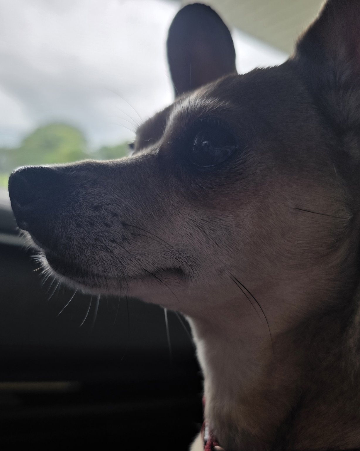 peanut butter (pb) the rat terrier chihuahua mix. Dog, Puppy, Chihuahua