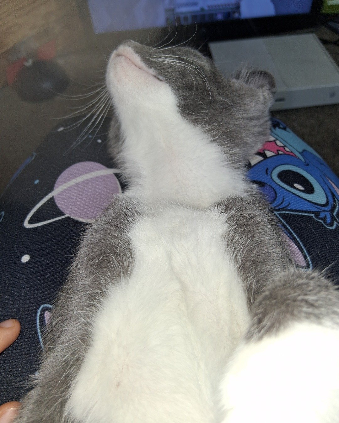 ash the grey tabby and tuxedo mix. Cat, Kitten, Person, Sleeping