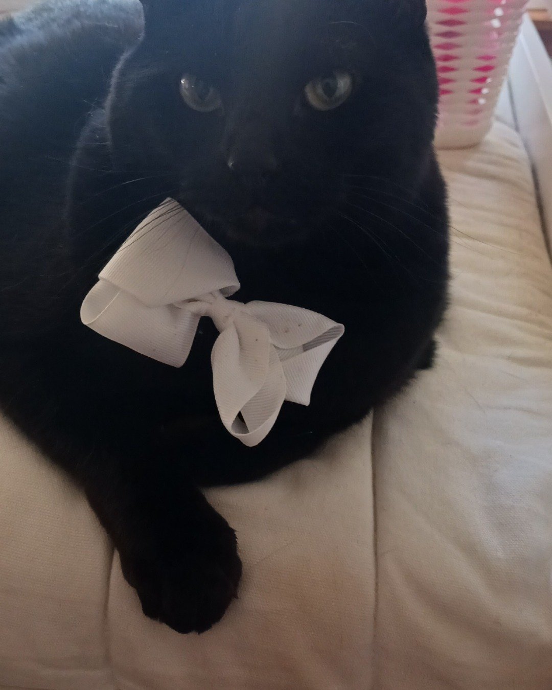 Spooky. Accessories, Formal Wear, Tie, Cat, Black Cat, Bow Tie