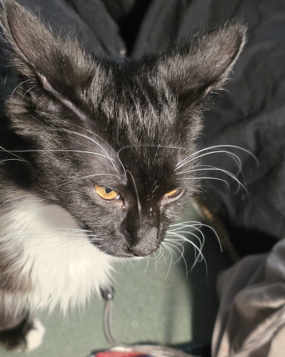 Andy. Cat, Kitten