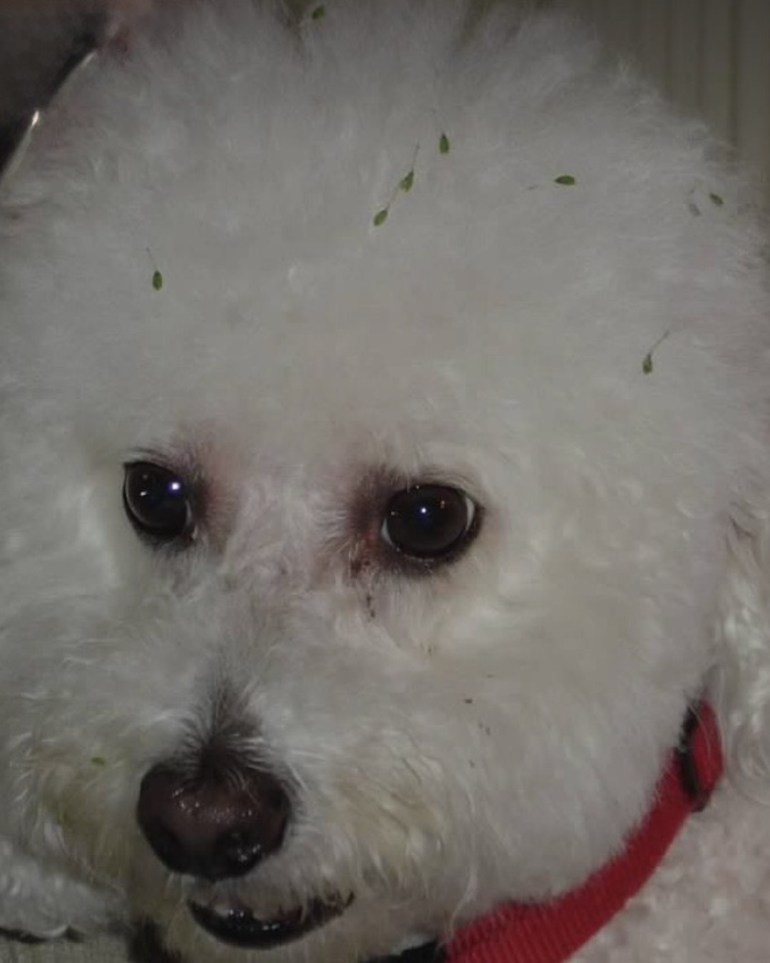 Myles the Bichon Frise — Dog, Poodle