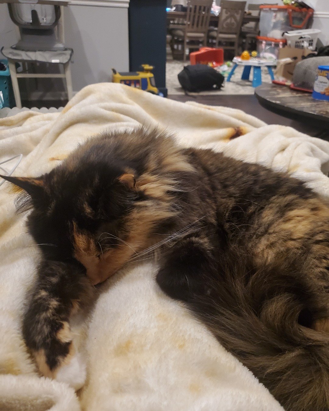 Nova the calico. Blanket, Person, Sleeping, Cat, Furniture, Accessories