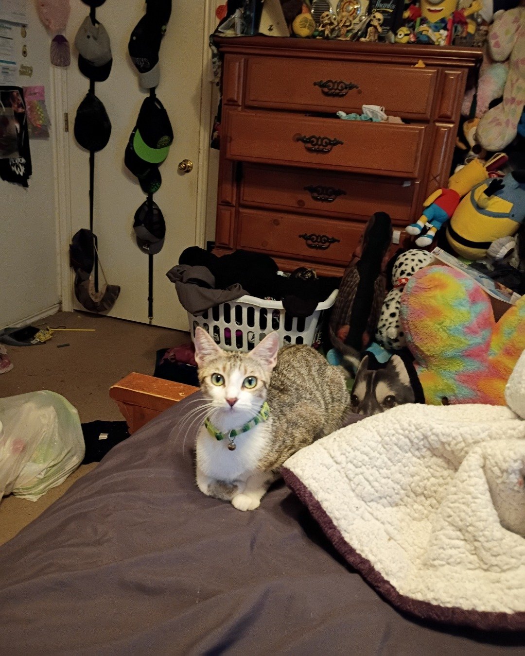 loafy. Drawer, Furniture, Cabinet, Cat, Clothing, Hat