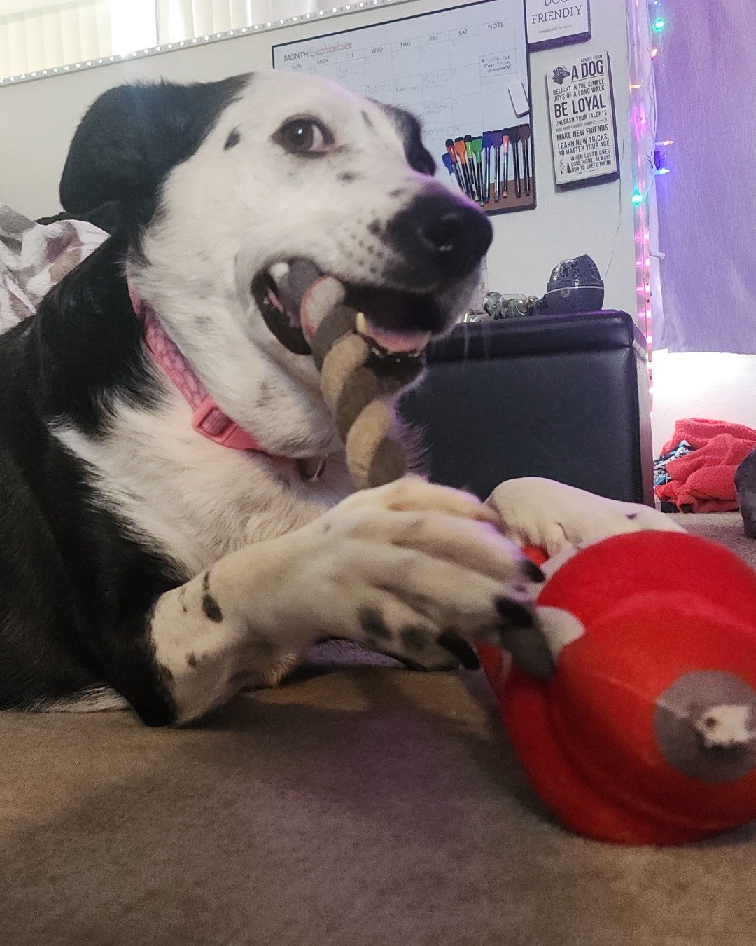 stevie the border collie/lab. Dog, Puppy, Couch, Furniture, Person, Hound