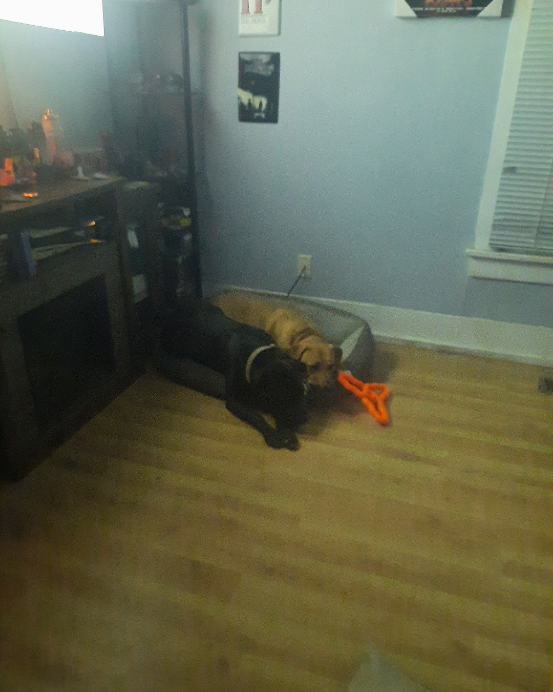 Skylar the pit mix. Floor, Flooring, Indoors, Interior Design, Wood, Dog