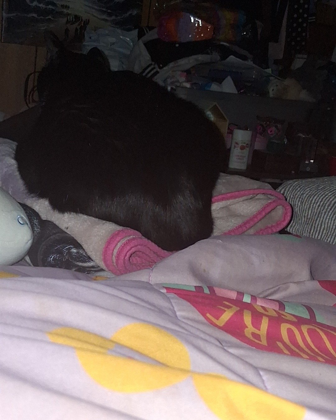 Angel the Tuxedo. Blanket, Quilt, Furniture, Person, Sleeping, Cat