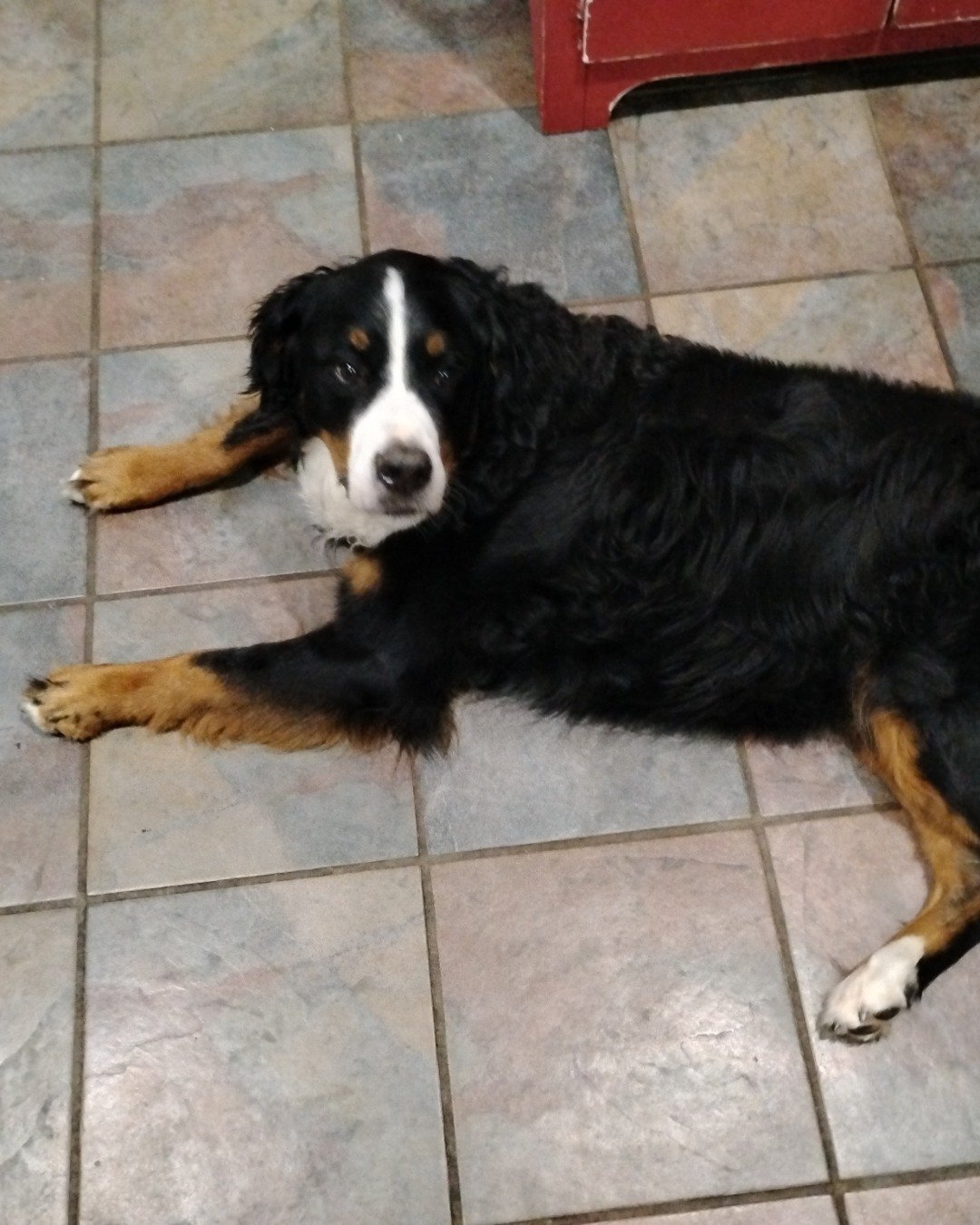 Diva the Bernese mountain Dog. Slate, Floor, Flooring, Dog