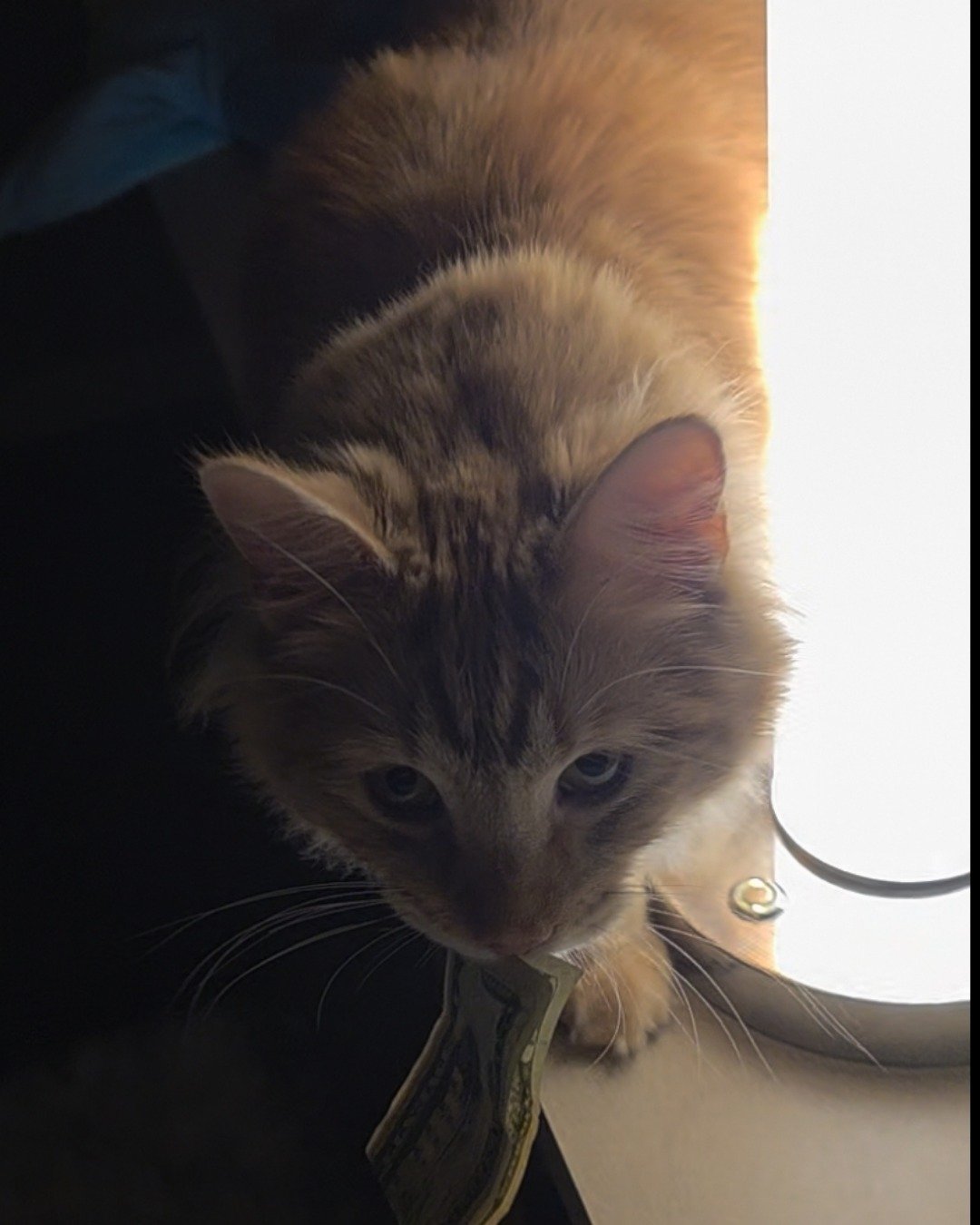 Jean-Luc the Orange Domestic Longhair. Cat, Kitten