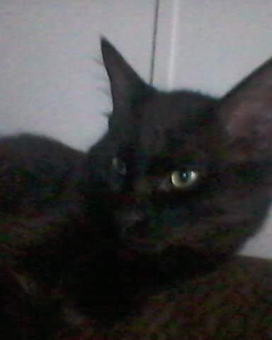 Sylvester the Unsure. Cat, Black Cat