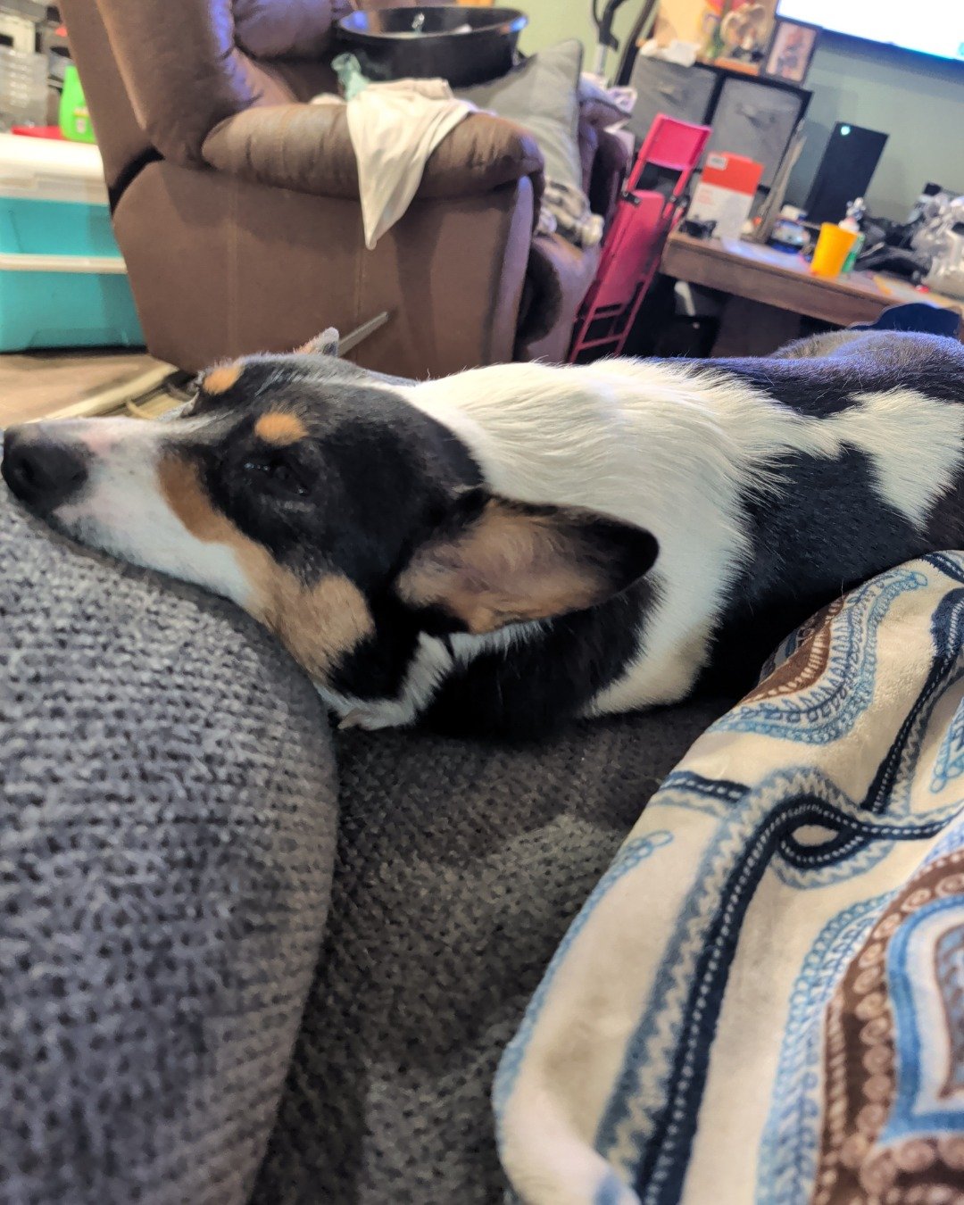 hazel the Paran Brook Corgi. Couch, Furniture, Architecture, Building, Indoors, Living Room