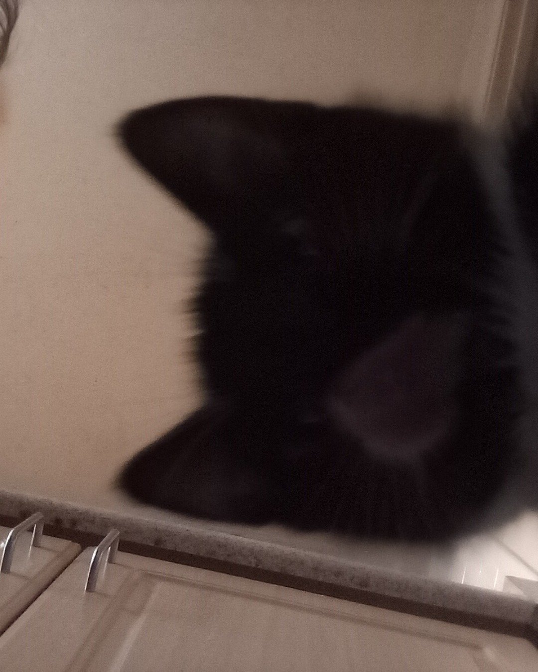 oreo the tuxedo cat. Cat, Black Cat, Sink, Sink Faucet