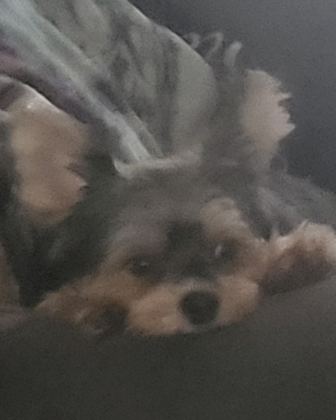 Teacup the Morkie. Dog, Puppy, Person