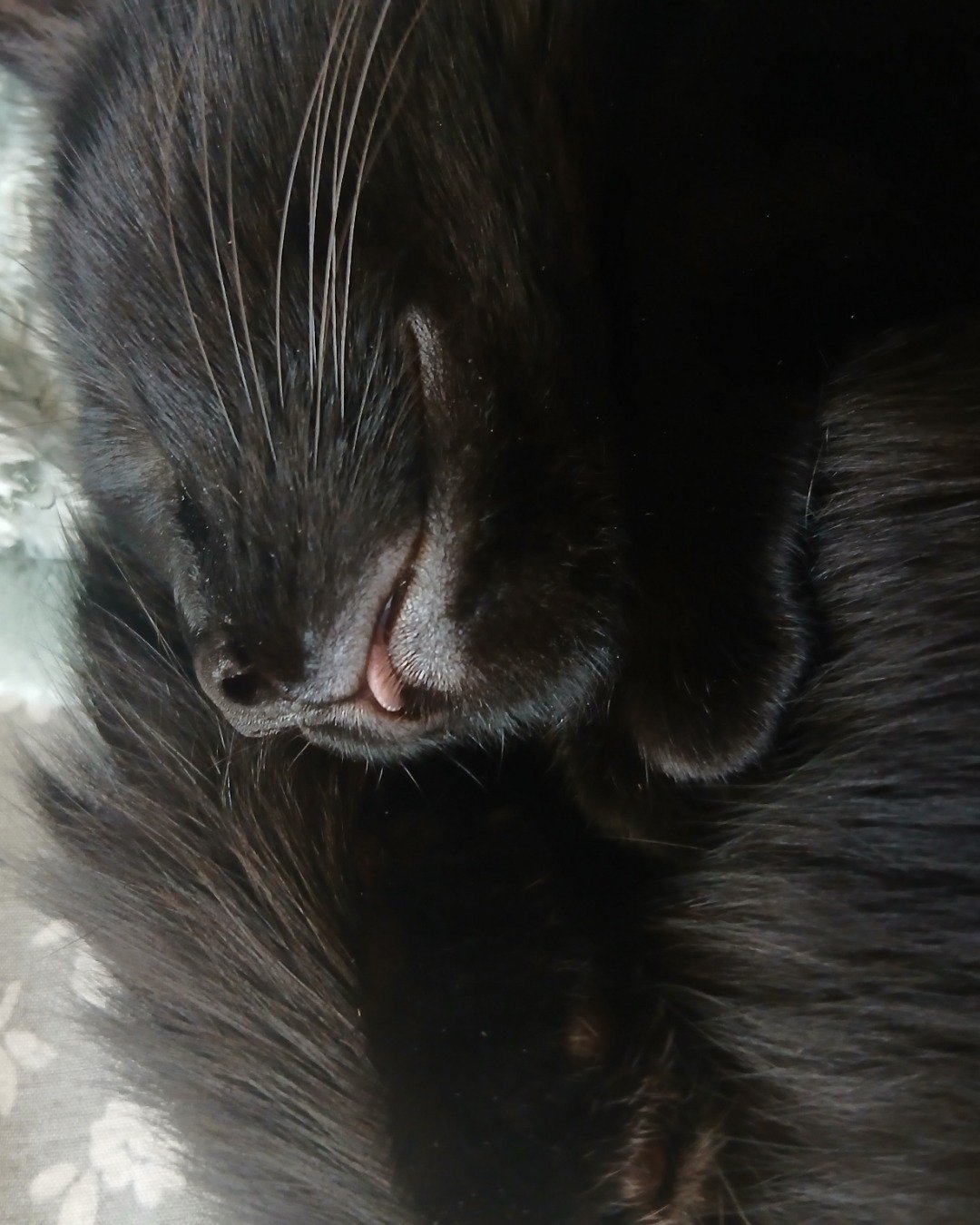 Enderchest the Shorthair Burmese cross. Cat, Black Cat