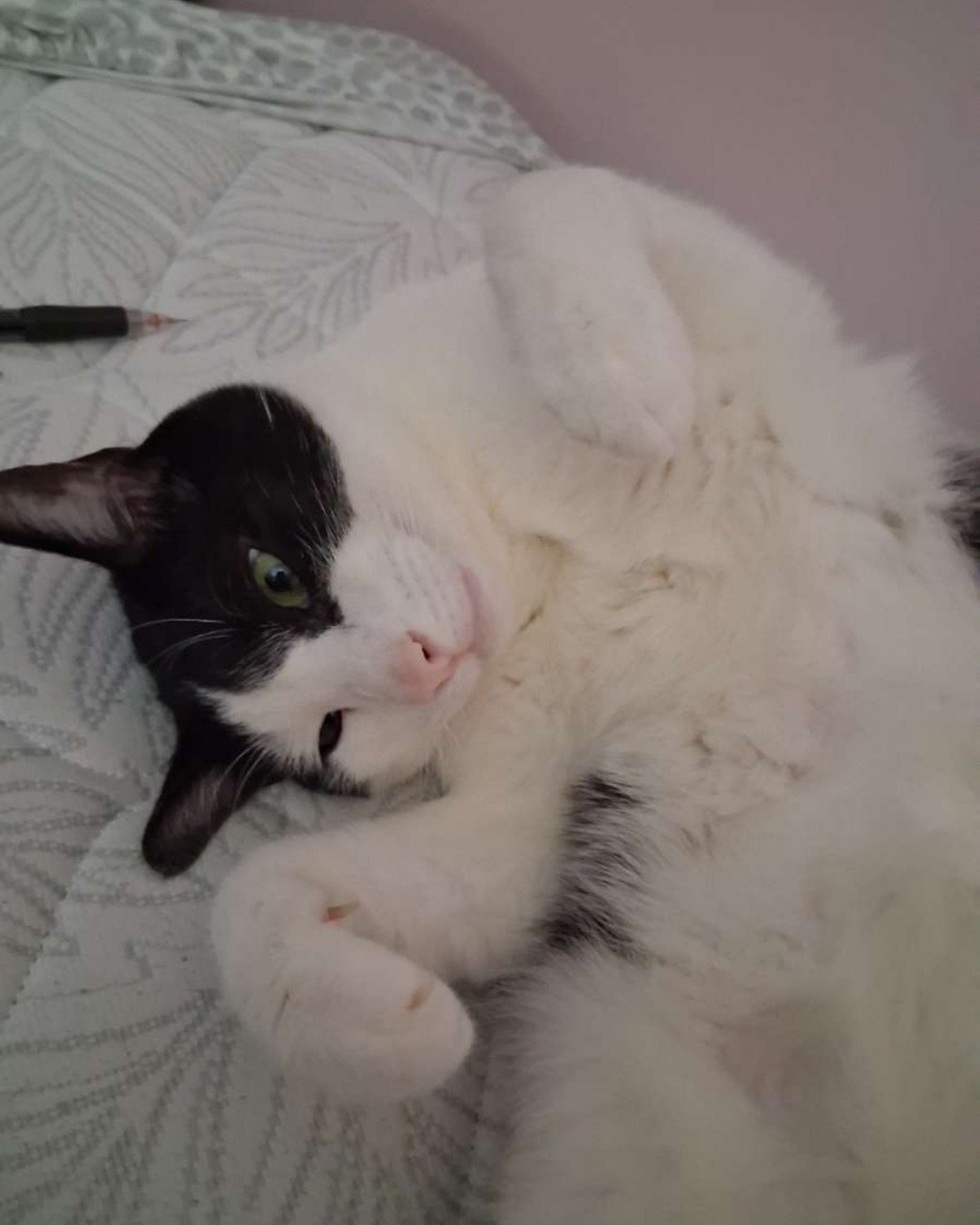 soup the Tuxedo cat — Cat, Kitten, Person, Sleeping