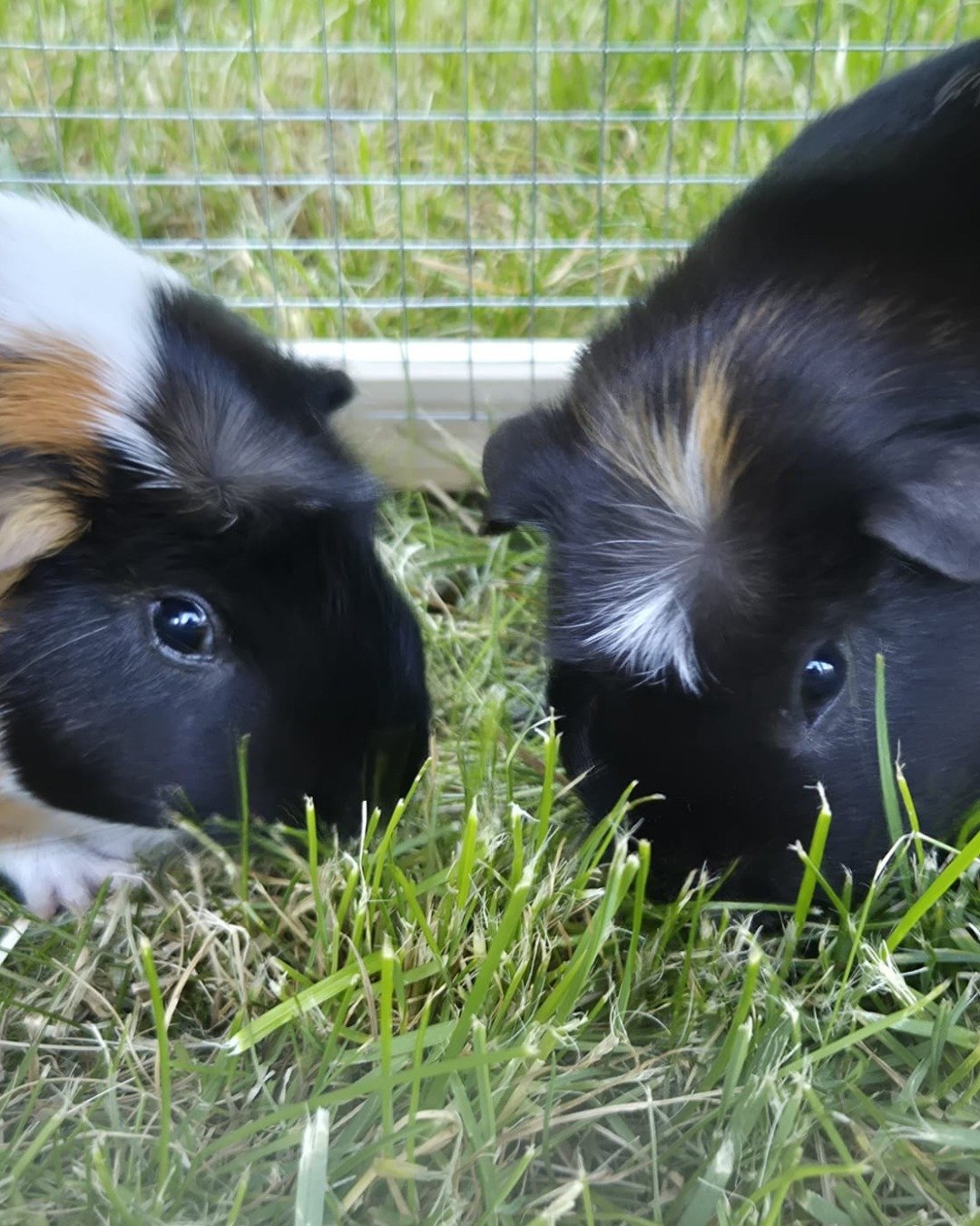 Raven the Guinea pig. Grass, Plant, Dog, Field, Pig, Grassland