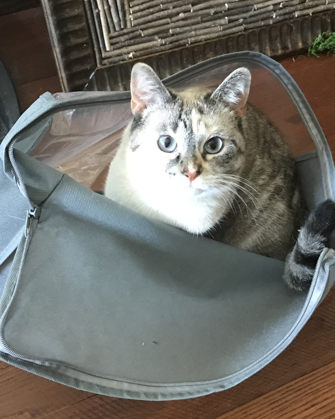 An-Gel the Siamese. Accessories, Bag, Handbag, Cat, Purse