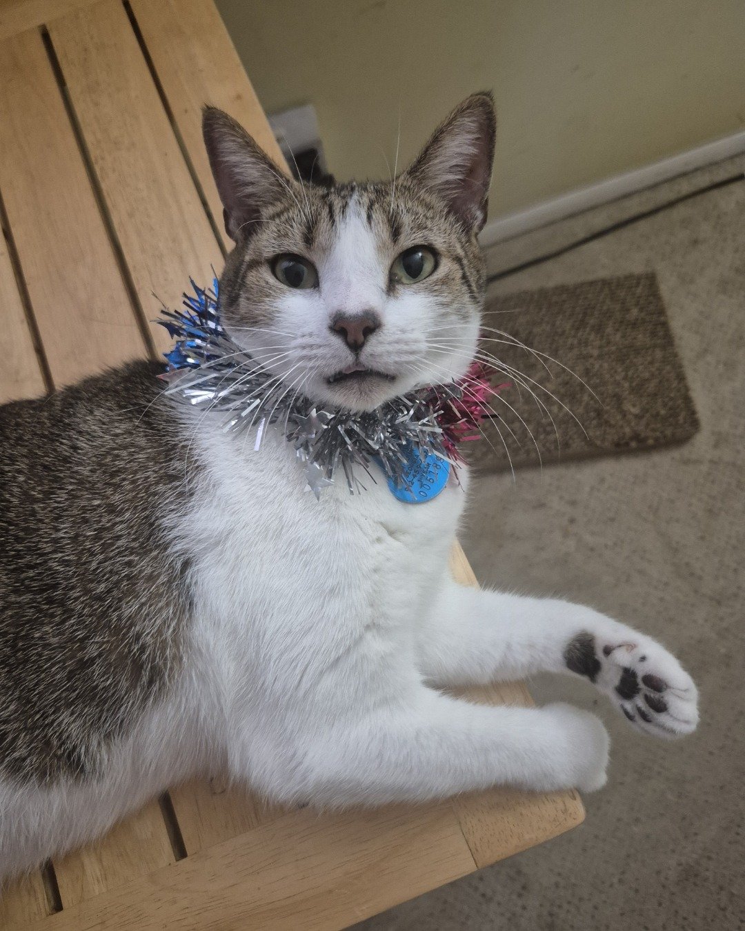 Peanut the Domestic Short Hair. Accessories, Strap, Wood, Jewelry, Necklace, Cat