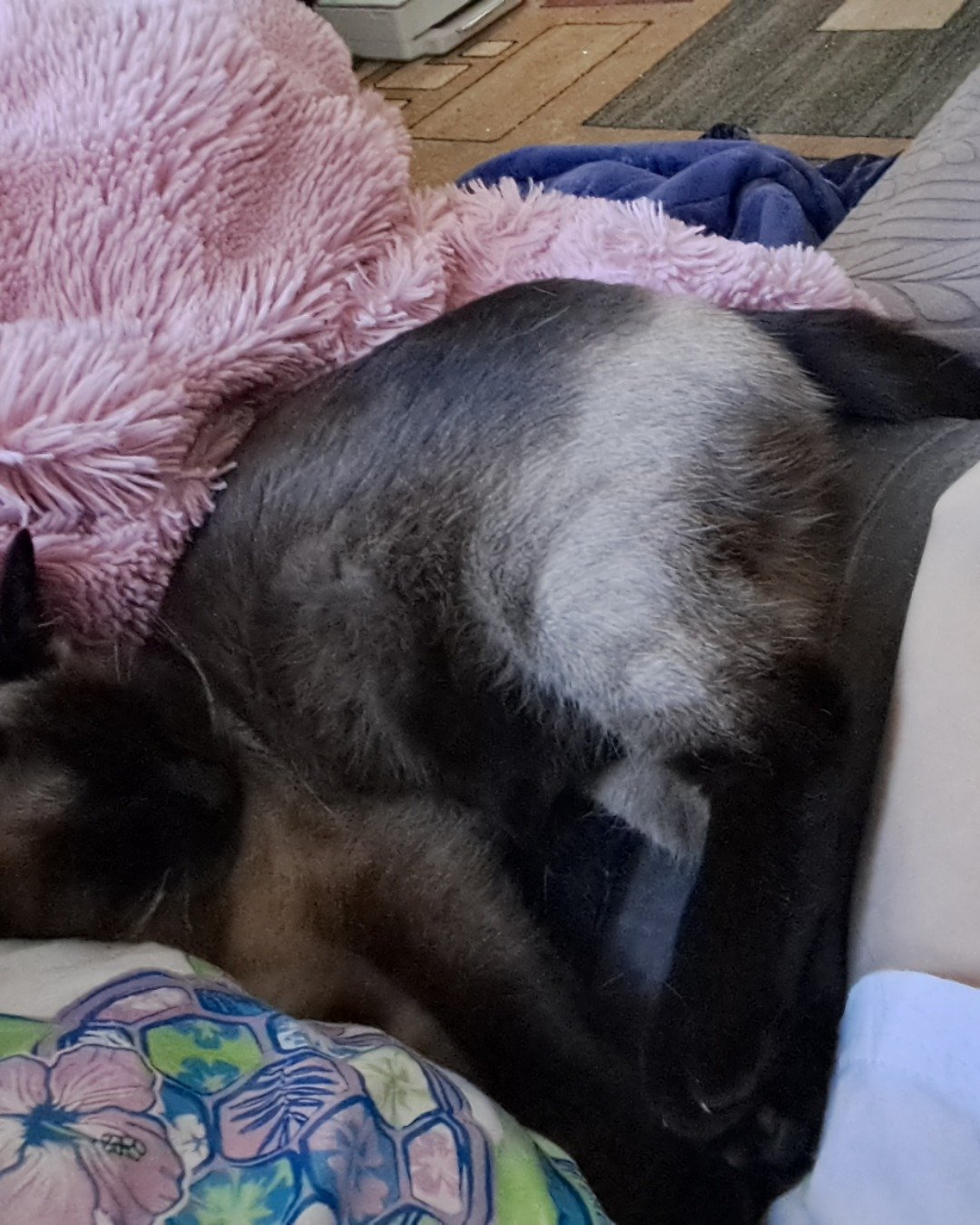 Luna🌙💫 (twin of Stella) the Siamese. Couch, Furniture, Cushion, Home Decor, Dog, Person