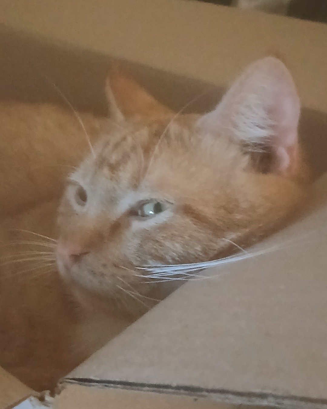 chester. Box, Cat, Kitten