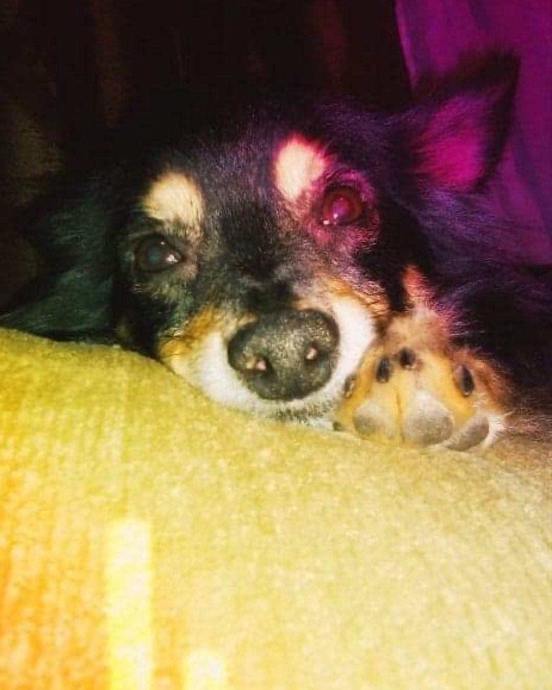 Tweety the long hair Chihuahua. Dog, Puppy, Chihuahua