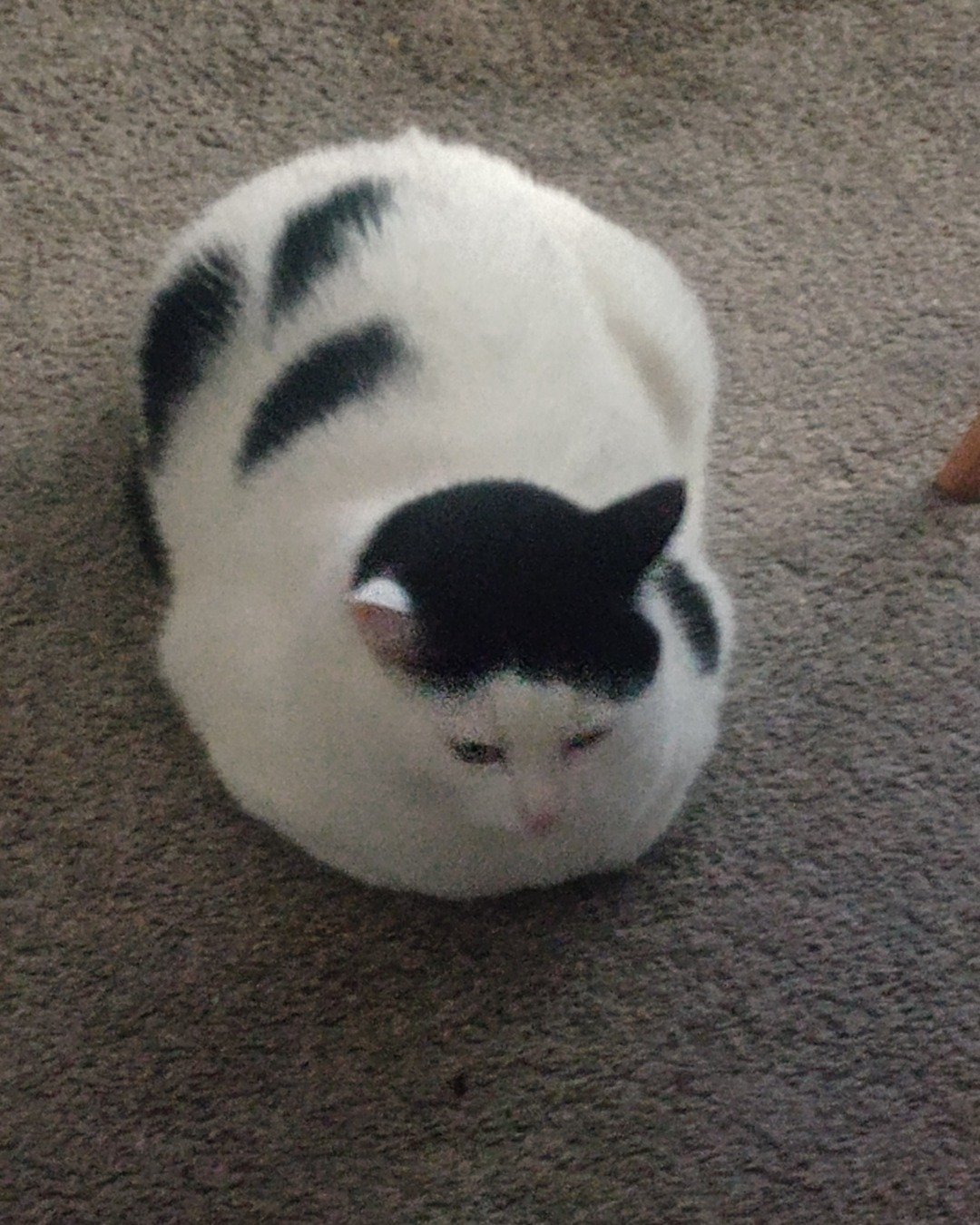 June the cow cat this is jets sister ... she's a big bundle of joy. Cat, Manx, Person, Sleeping