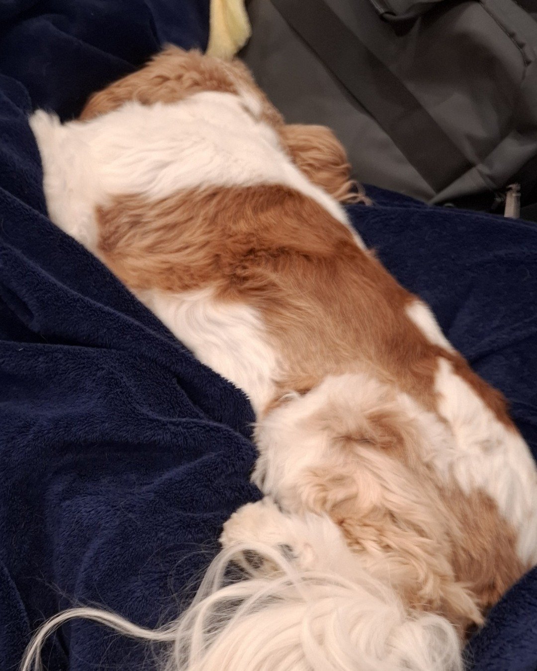 Arya the Cavalier King Charles Spaniel. Dog, Puppy, Person, Sleeping