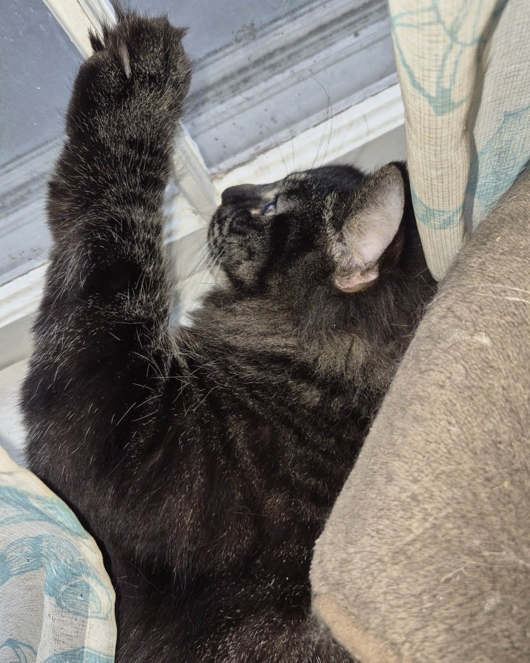 Morgan. Couch, Furniture, Cat, Manx