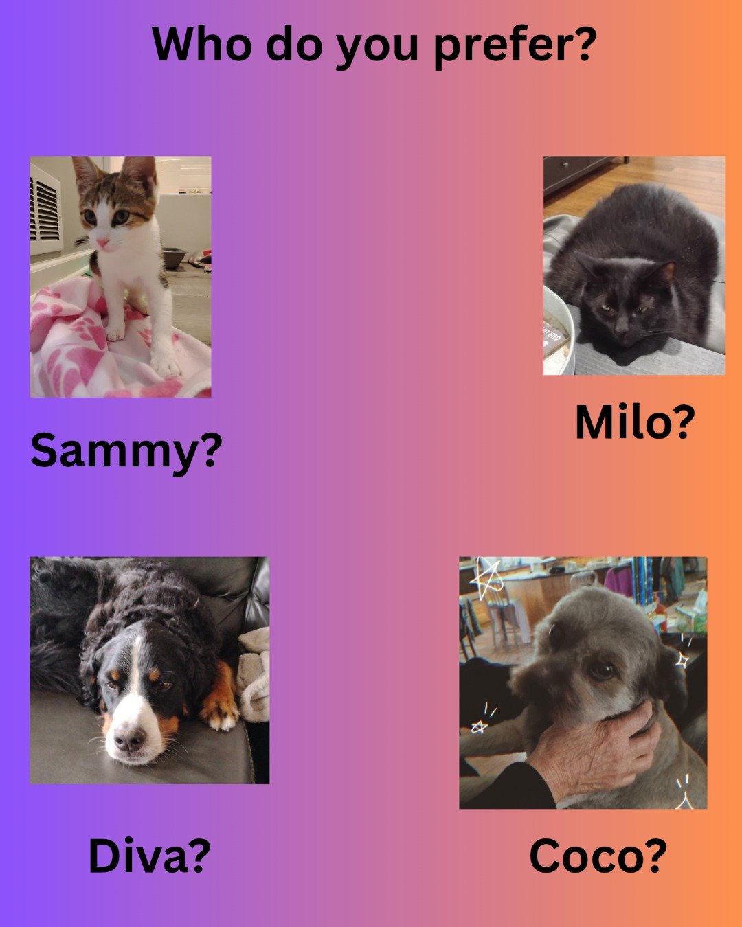 Sammy the Unknow. Dog, Cat