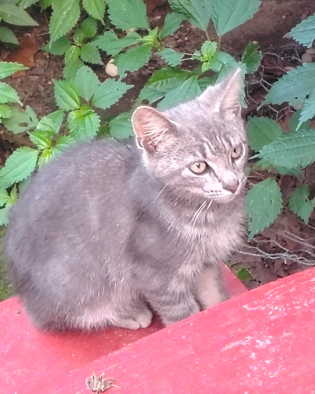 peanut the domestic short-haired. Herbal, Herbs, Plant, Soil, Cat, Kitten