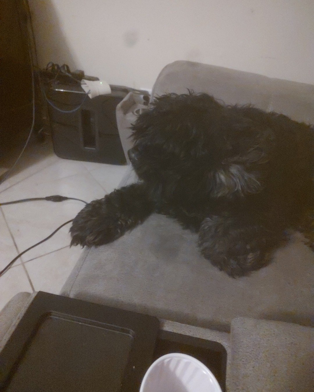 hank the cocker spaniel. Dog, Puppy, Couch, Furniture
