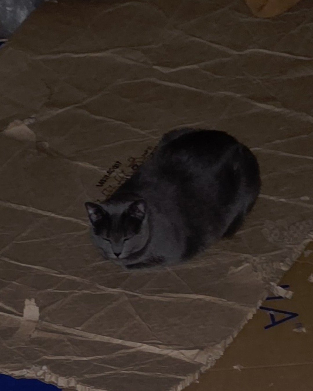Cotton the Korat. Cat, Box