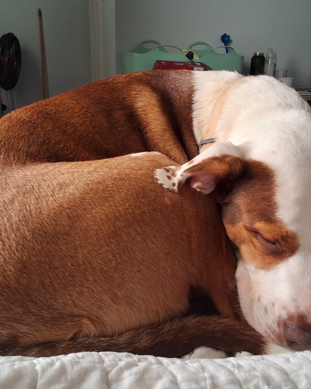 Daisy the Australian shepherd pit bull mix. Dog, Hound, Person, Sleeping, Puppy