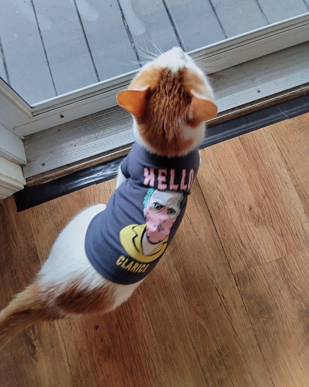 Mel the DSH. Wood, Hardwood, Clothing, T-Shirt, Floor, Flooring
