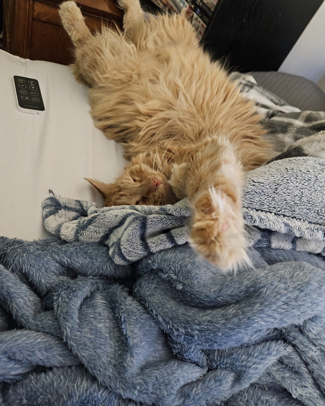Smudge ( Orange ) And Marshmallow ( White ). Blanket, Cat