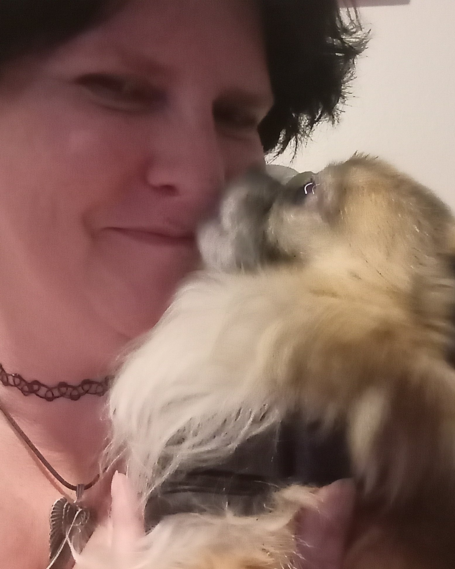 Rocko the Long Haired Chihuahua. Dog, Puppy, Accessories, Jewelry, Necklace, Person