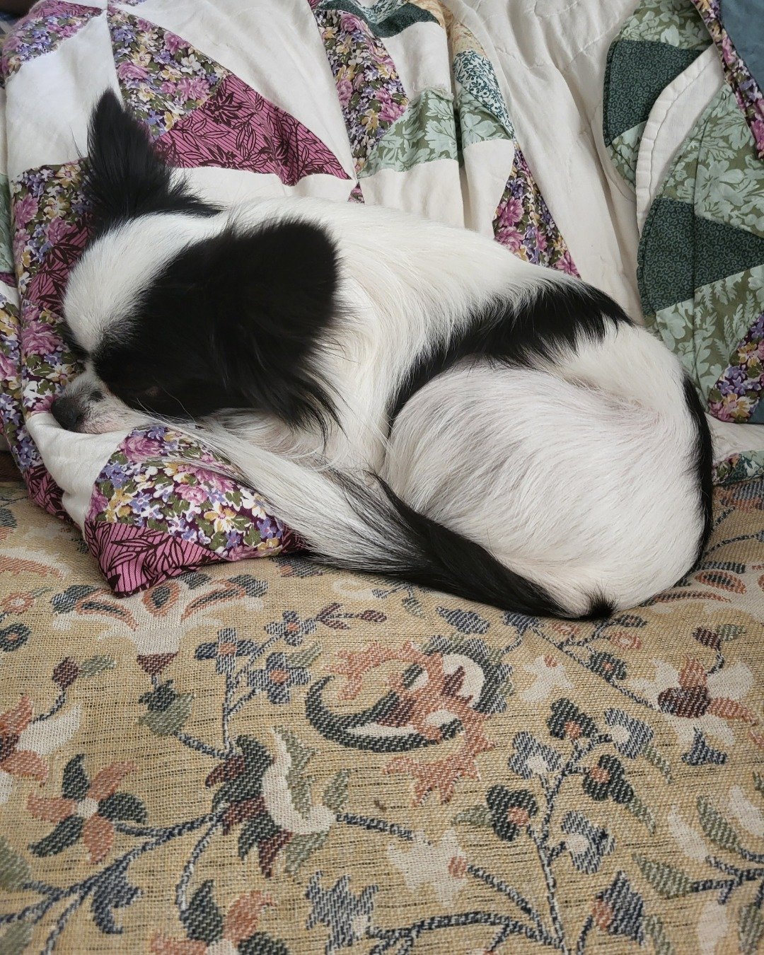 Danny the Long haired Chihuahua. Dog, Puppy, Quilt, Cushion, Home Decor, Furniture
