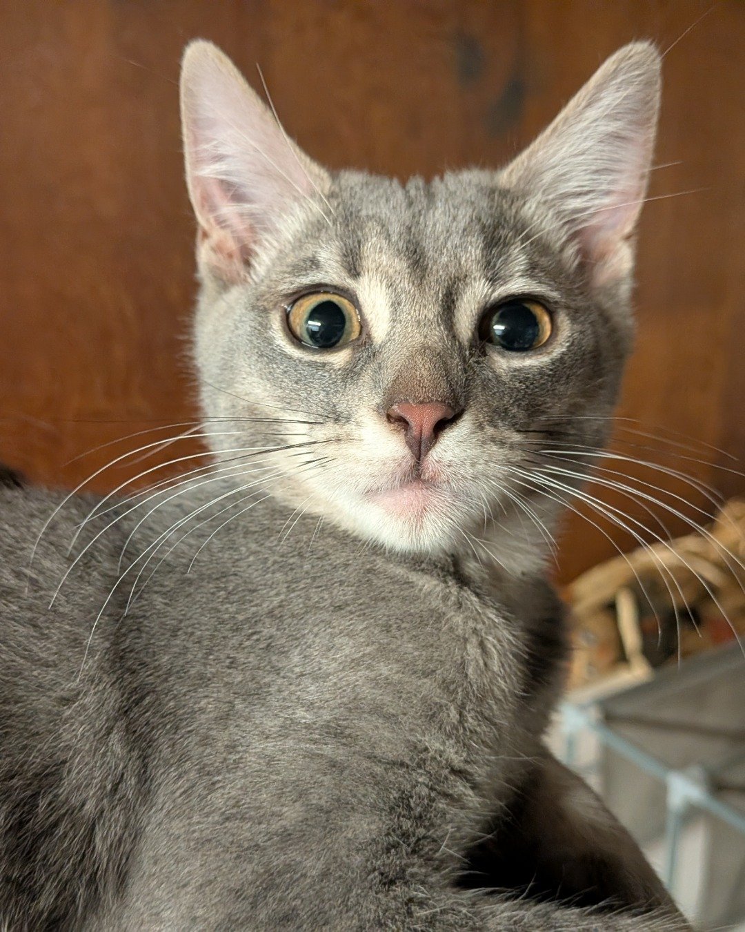 Egypt the American shorthair. Abyssinian, Cat