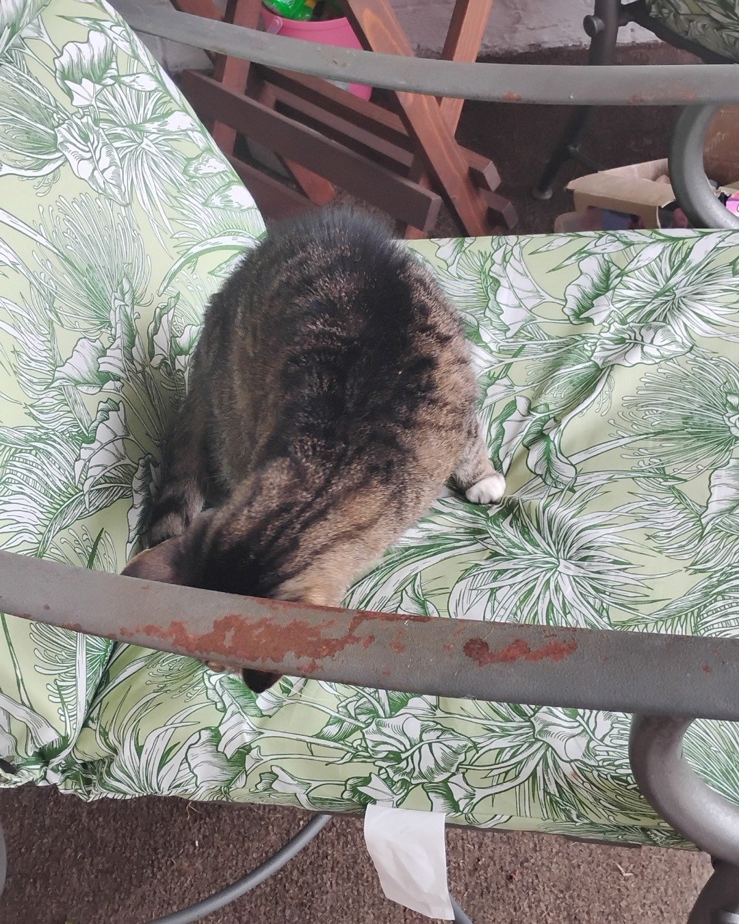Shadow the Egyptian Tabby. Furniture, Chair, Cushion, Home Decor, Couch, Person
