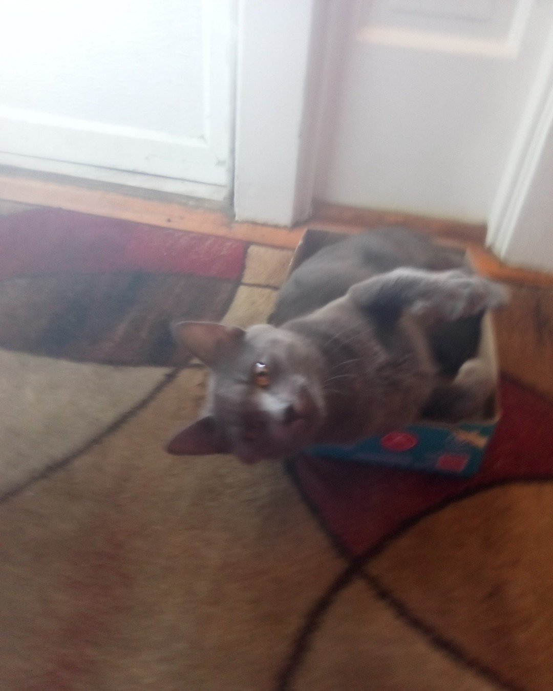 Freddy the gray cat. Door, Home Decor, Cat, Floor, Flooring